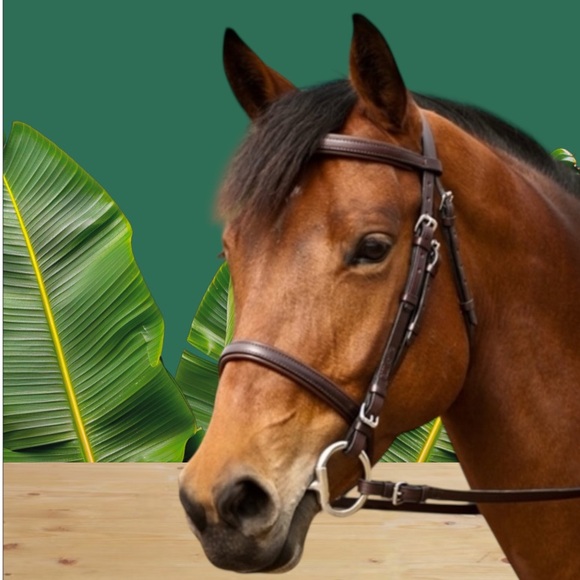 NUNN FINER Other - NUNN FINER EVENT BRIDLE -SIZE COB